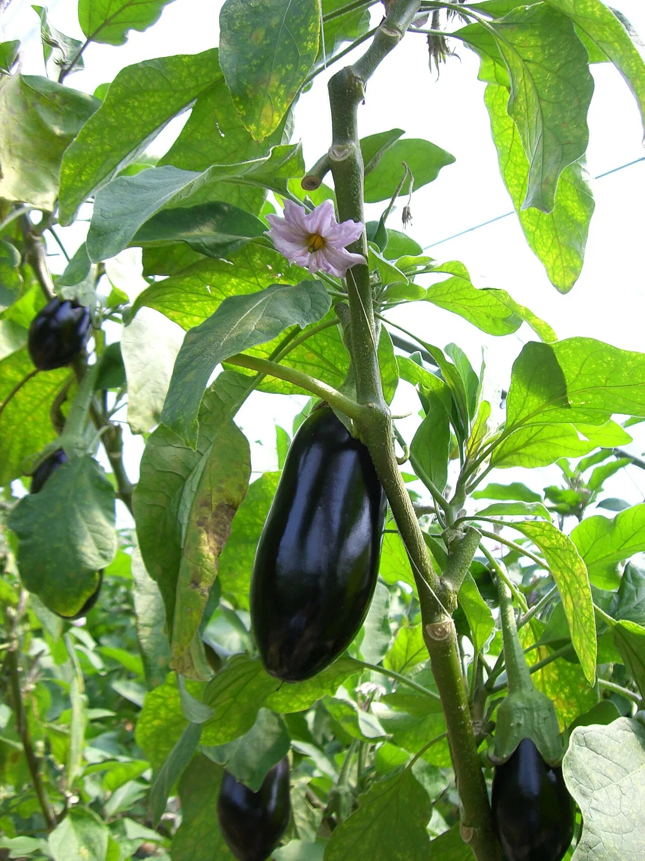 Auberginen (Solanum melongena)