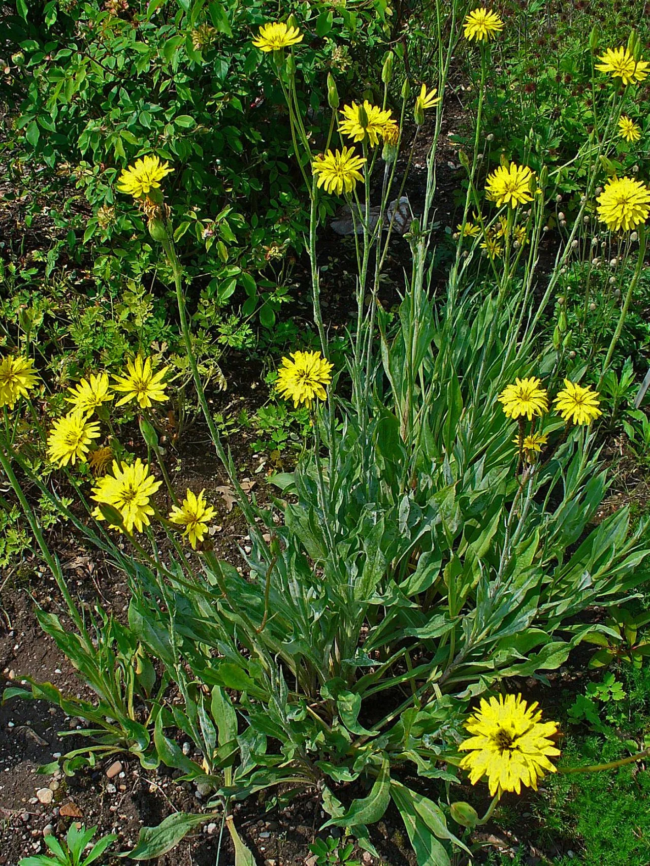 Schwarzwurzeln (Scorzonera hispanica)