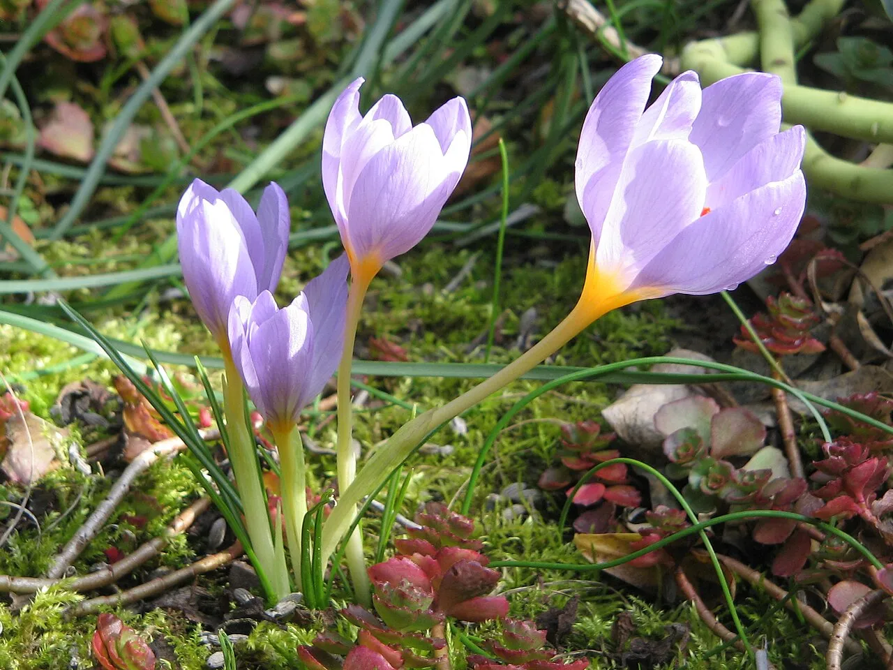 Krokusse (Crocus)