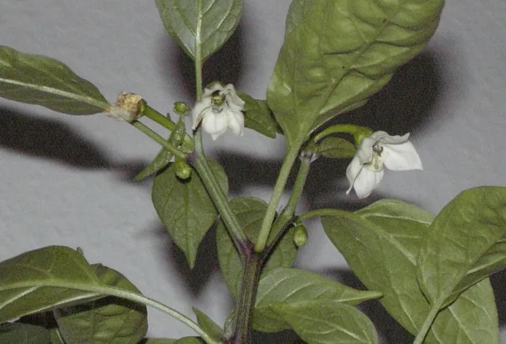 Paprika (Capsicum annuum)