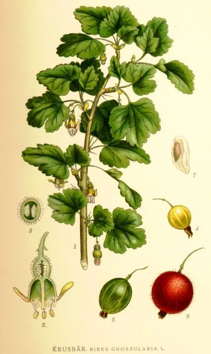Stachelbeeren (Ribes uva-crispa)