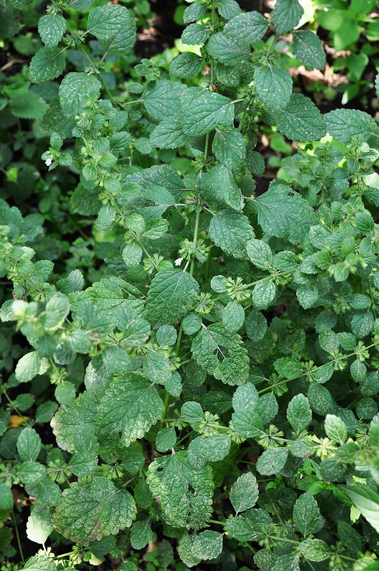 Zitronenmelisse (Melissa officinalis)