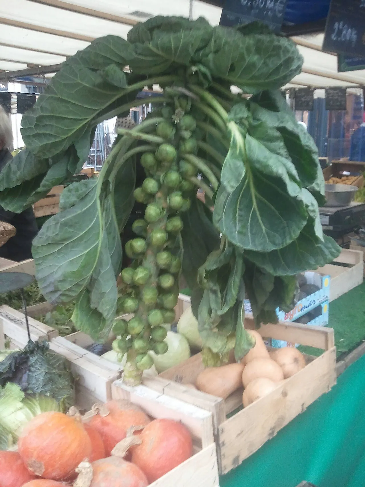 Rosenkohl (Brassica oleracea var. gemmifera)