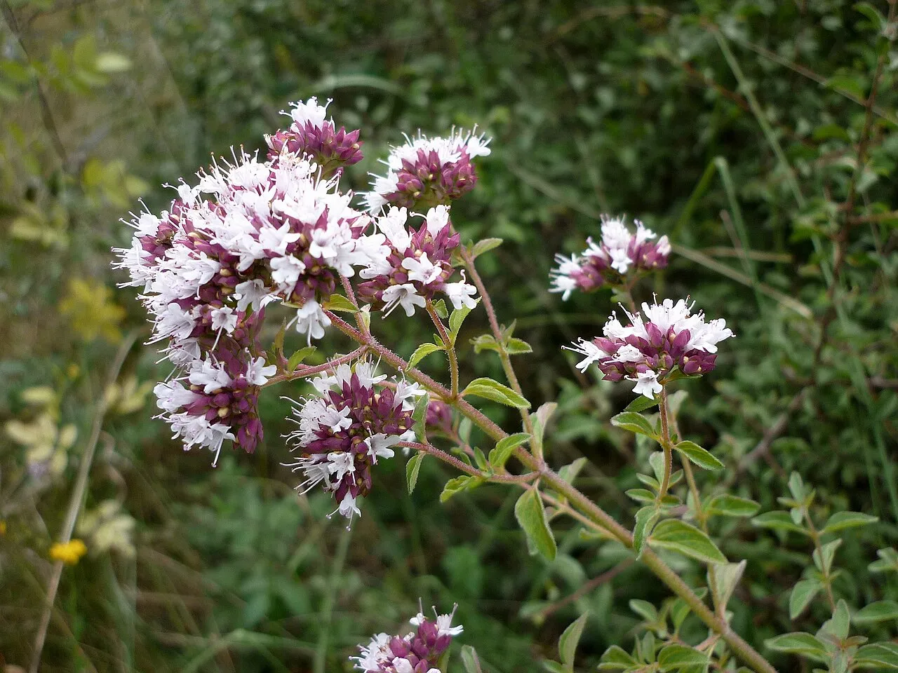 Oregano (Origanum vulgare)