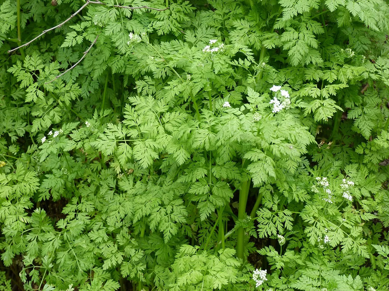 Kerbel (Anthriscus cerefolium)