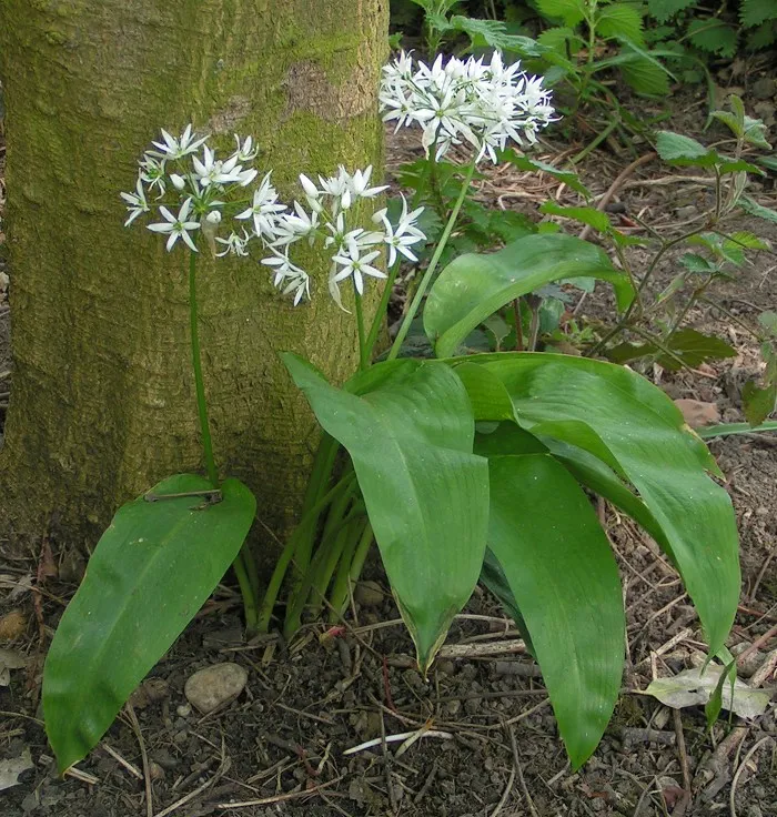 Bärlauch (Allium ursinum)