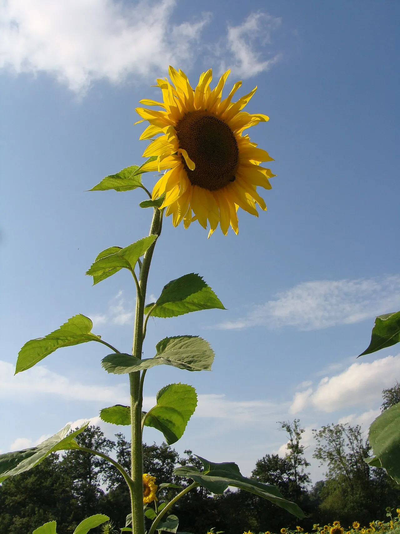 Sonnenblumen (Helianthus annuus)