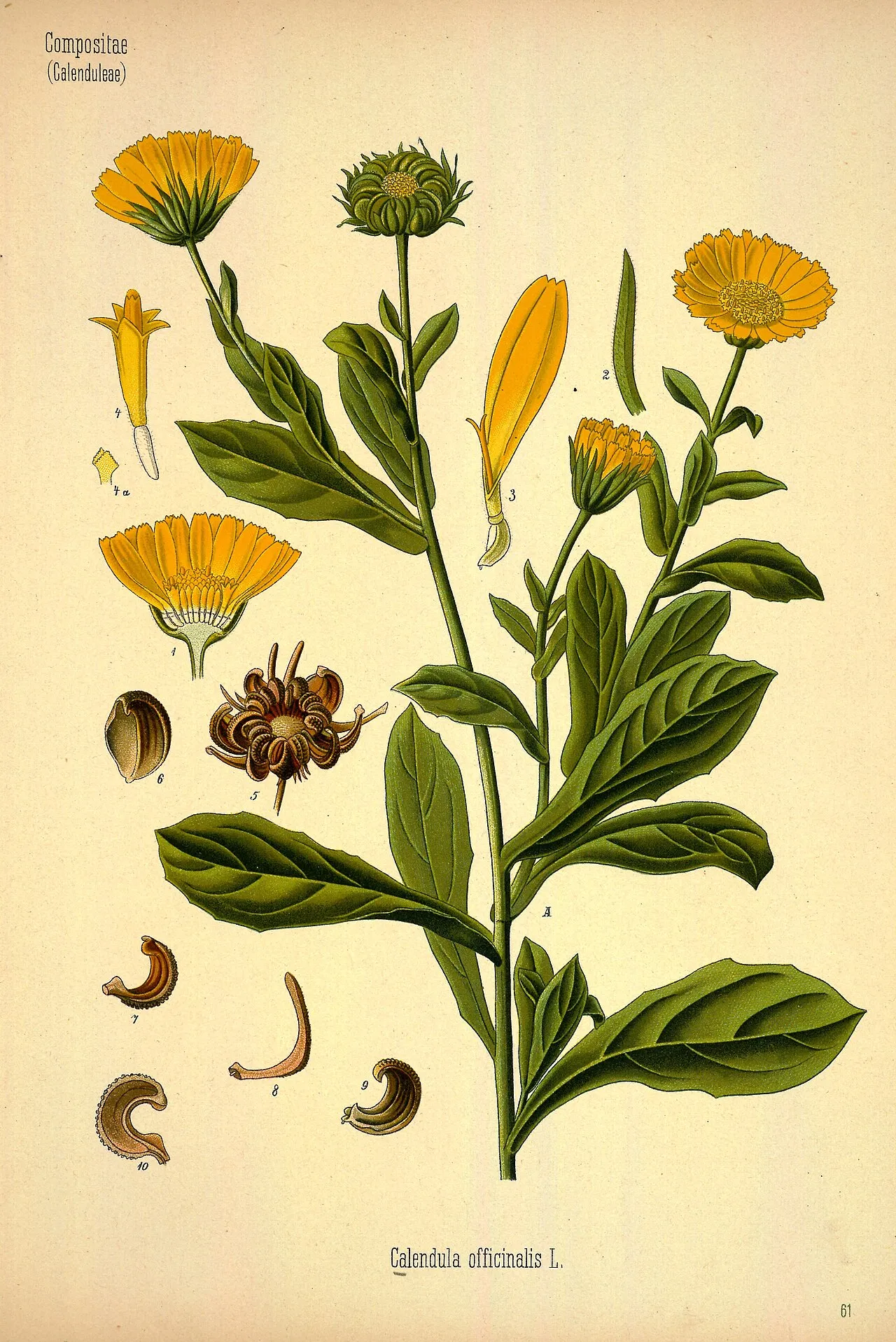 Ringelblume (Calendula officinalis)