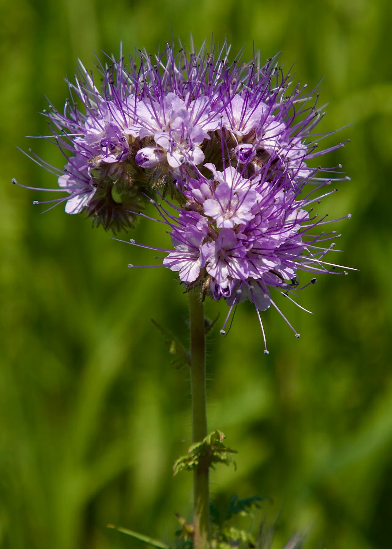 Phacelia (Bienenfreund) (Phacelia tanacetifolia)
