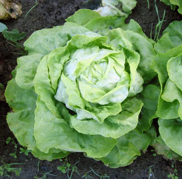 Salat (Lactuca sativa)
