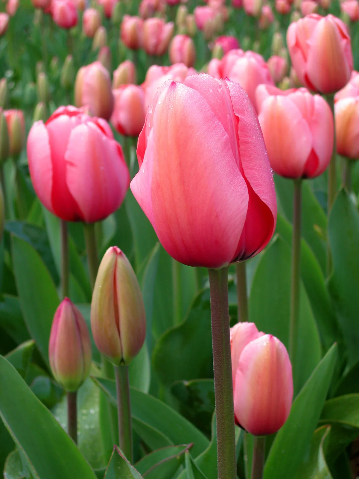 Tulpen (Tulipa)