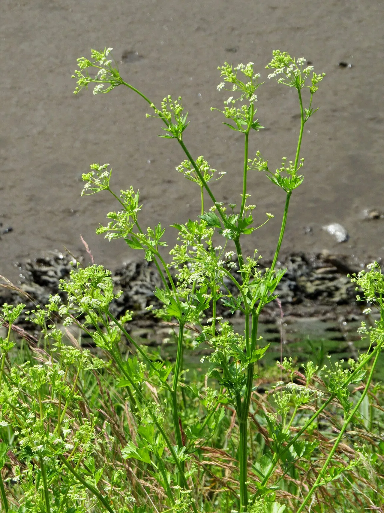 Sellerie (Apium graveolens var. rapaceum)