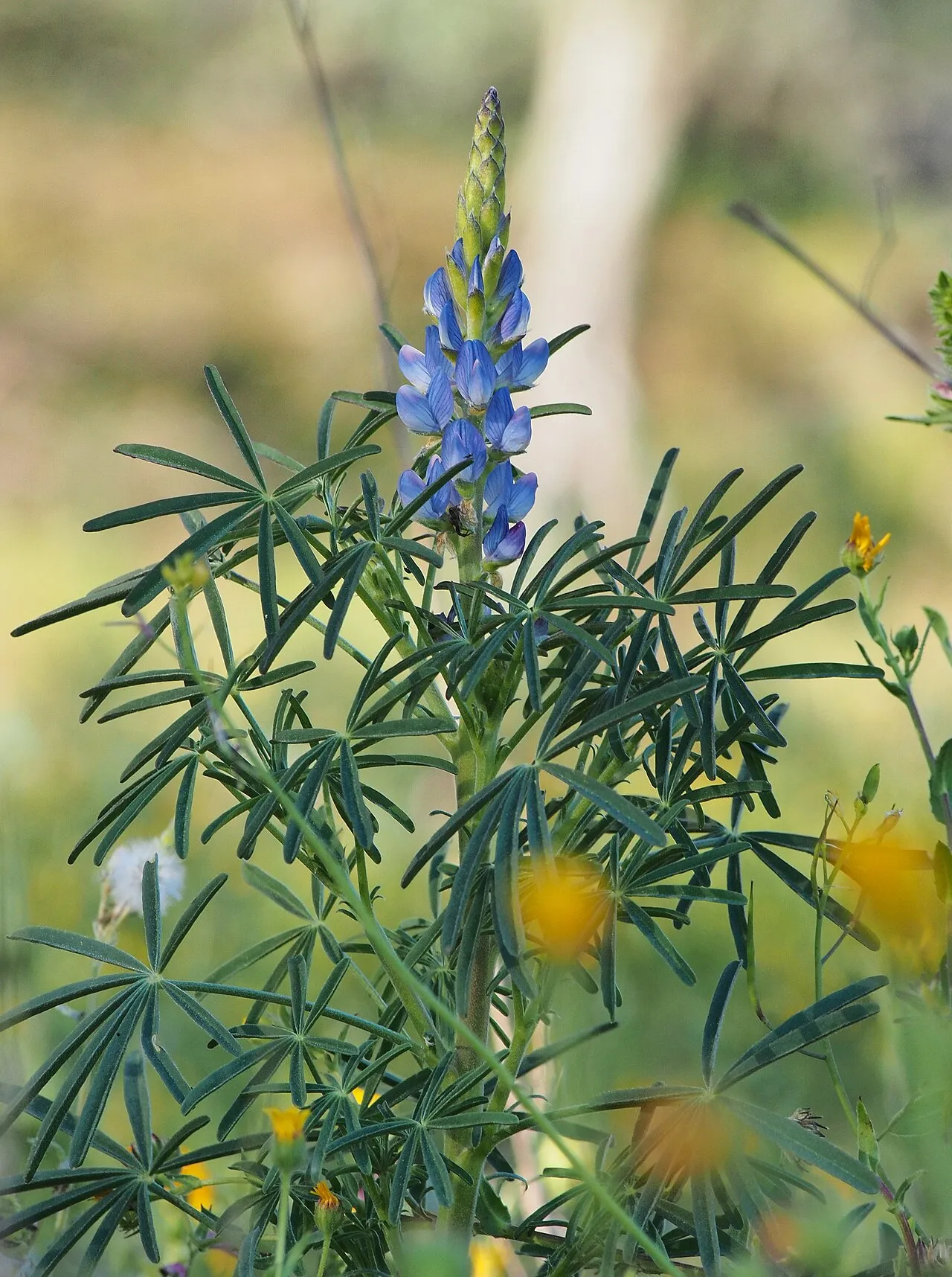 Blaue Süßlupine (Lupinus angustifolius)