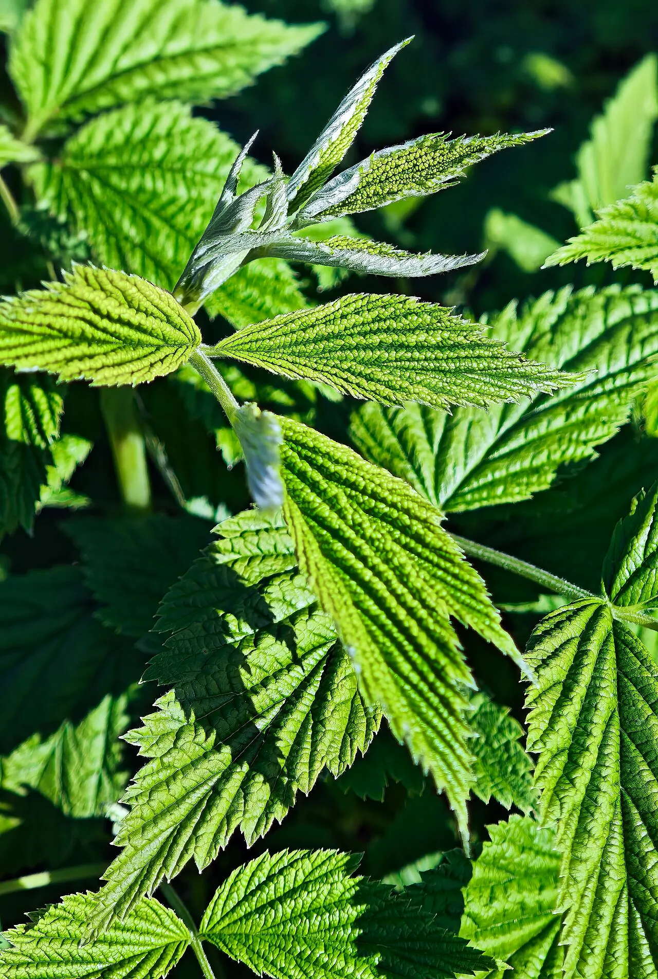 Himbeeren (Rubus idaeus)