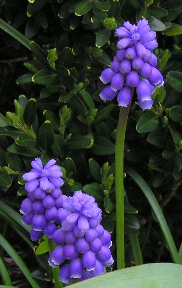 Traubenhyazinthen (Muscari)