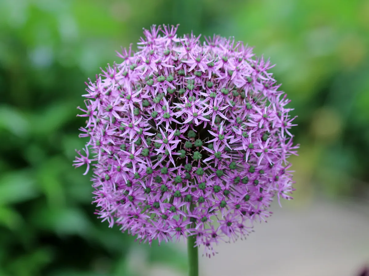 Zierlauch (Allium giganteum, Allium aflatunense und Hybriden)