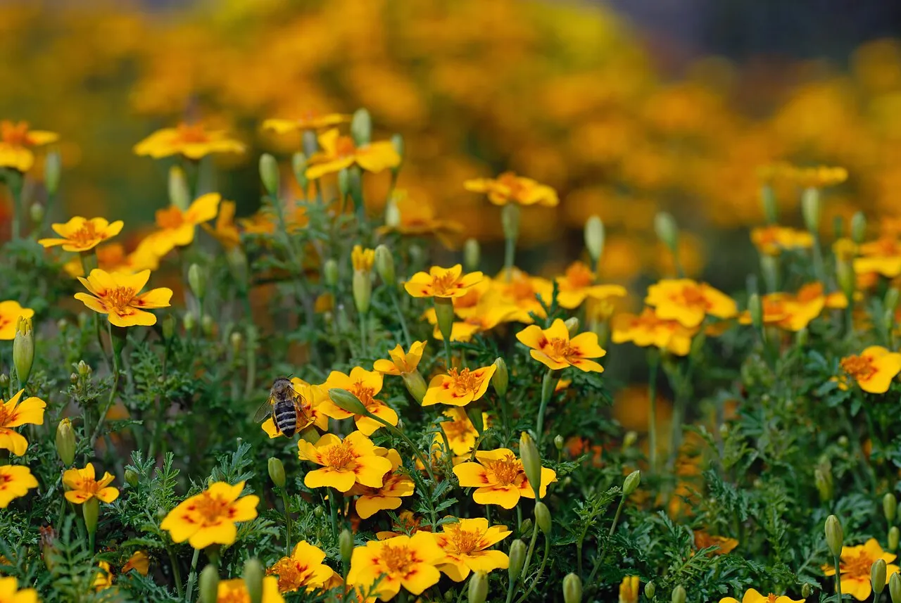 Studentenblumen (Tagetes) (Tagetes patula, Tagetes tenuifolia)