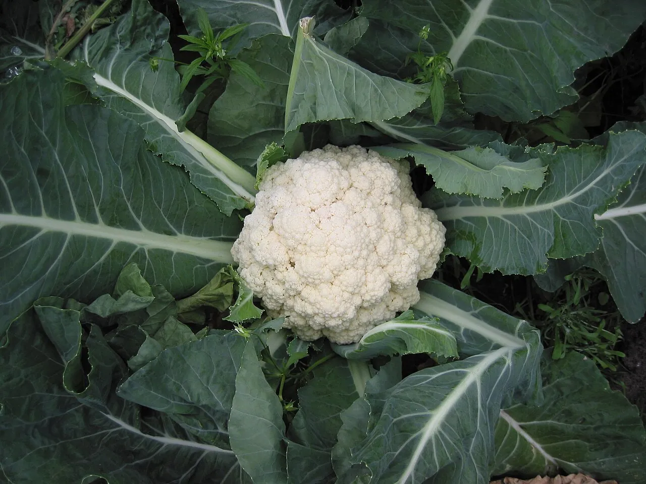 Blumenkohl (Brassica oleracea var. botrytis)