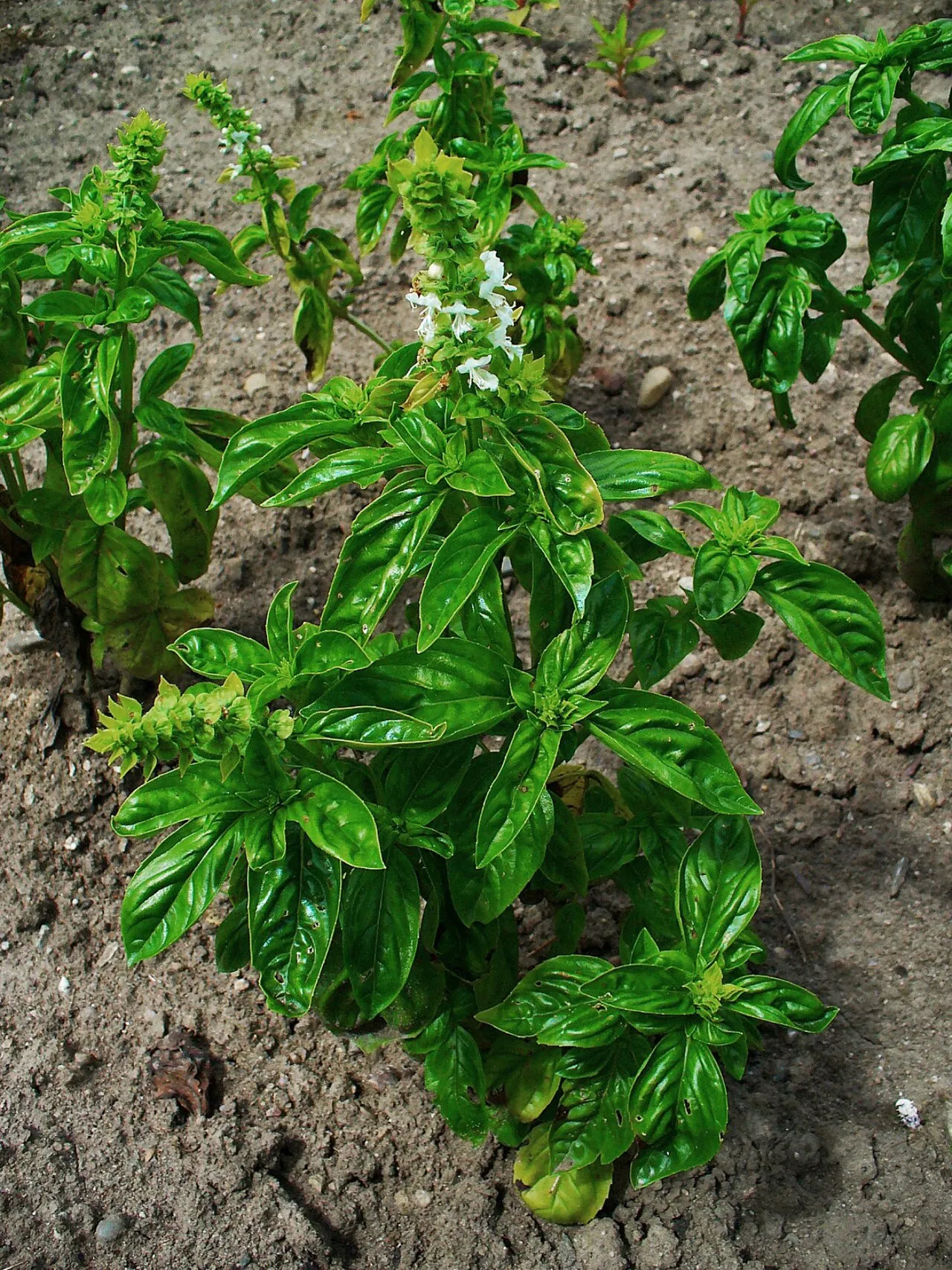 Basilikum (Ocimum basilicum)