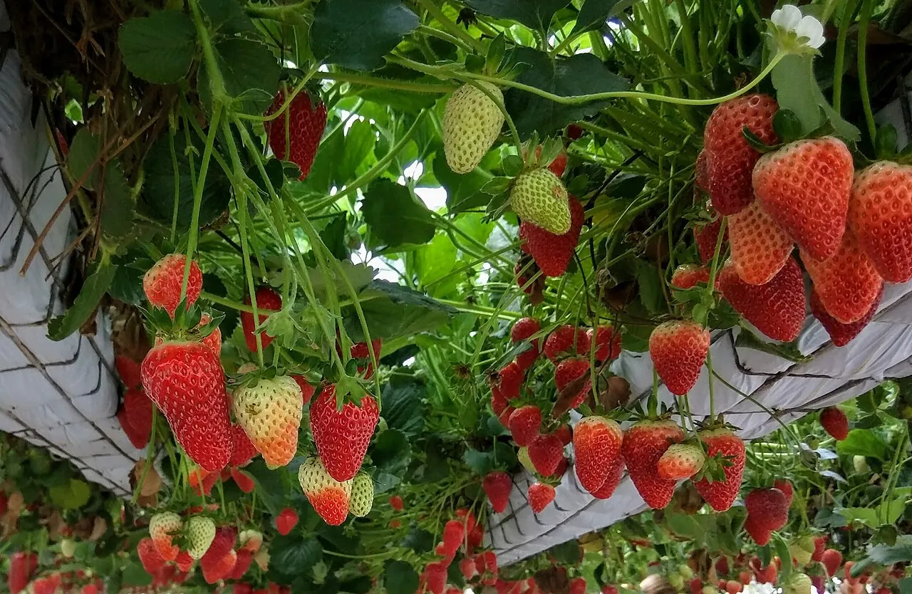 Erdbeeren (Fragaria × ananassa)