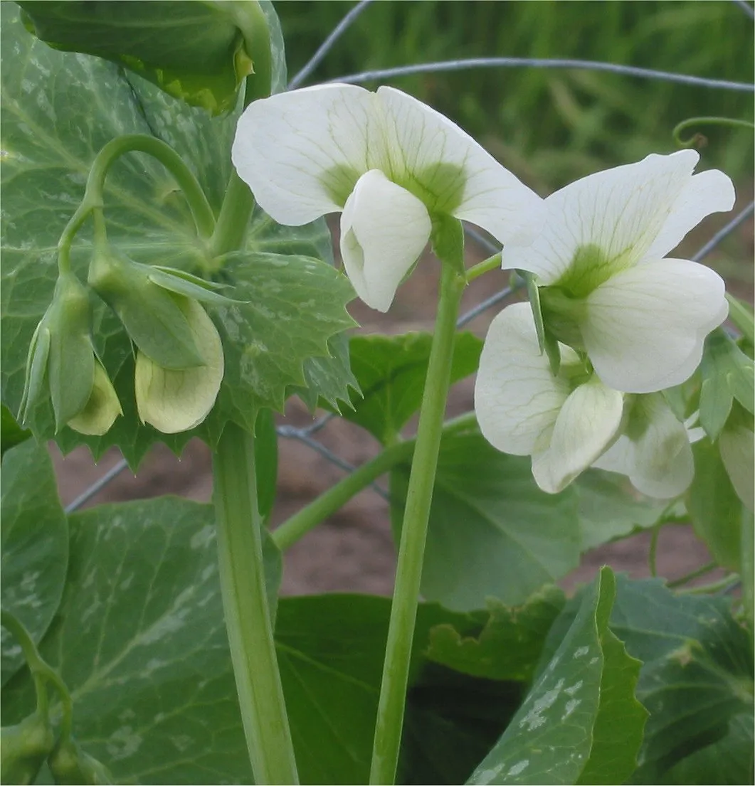 Erbsen (Pisum sativum)