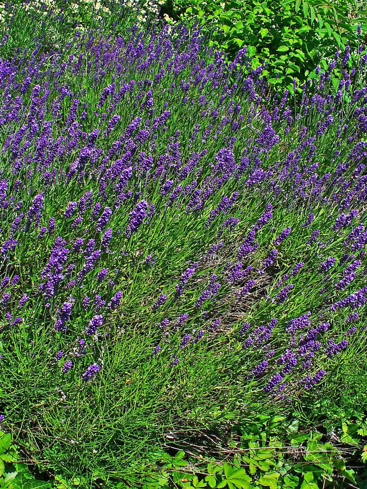 Lavendel (Lavandula angustifolia)