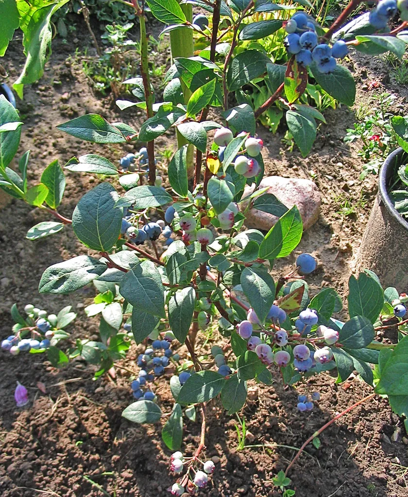 Heidelbeeren (Vaccinium corymbosum)