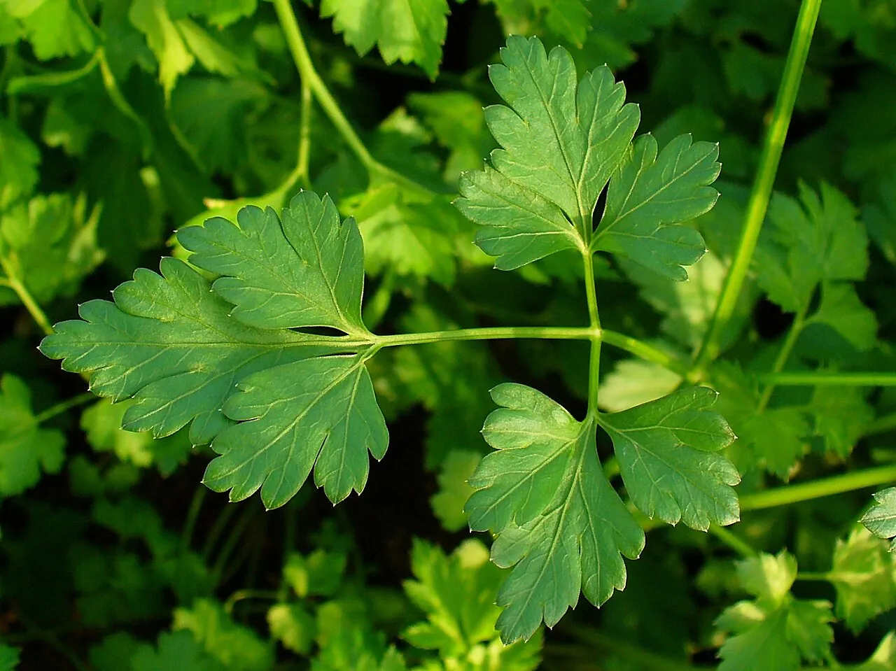 Petersilie (Petroselinum crispum)