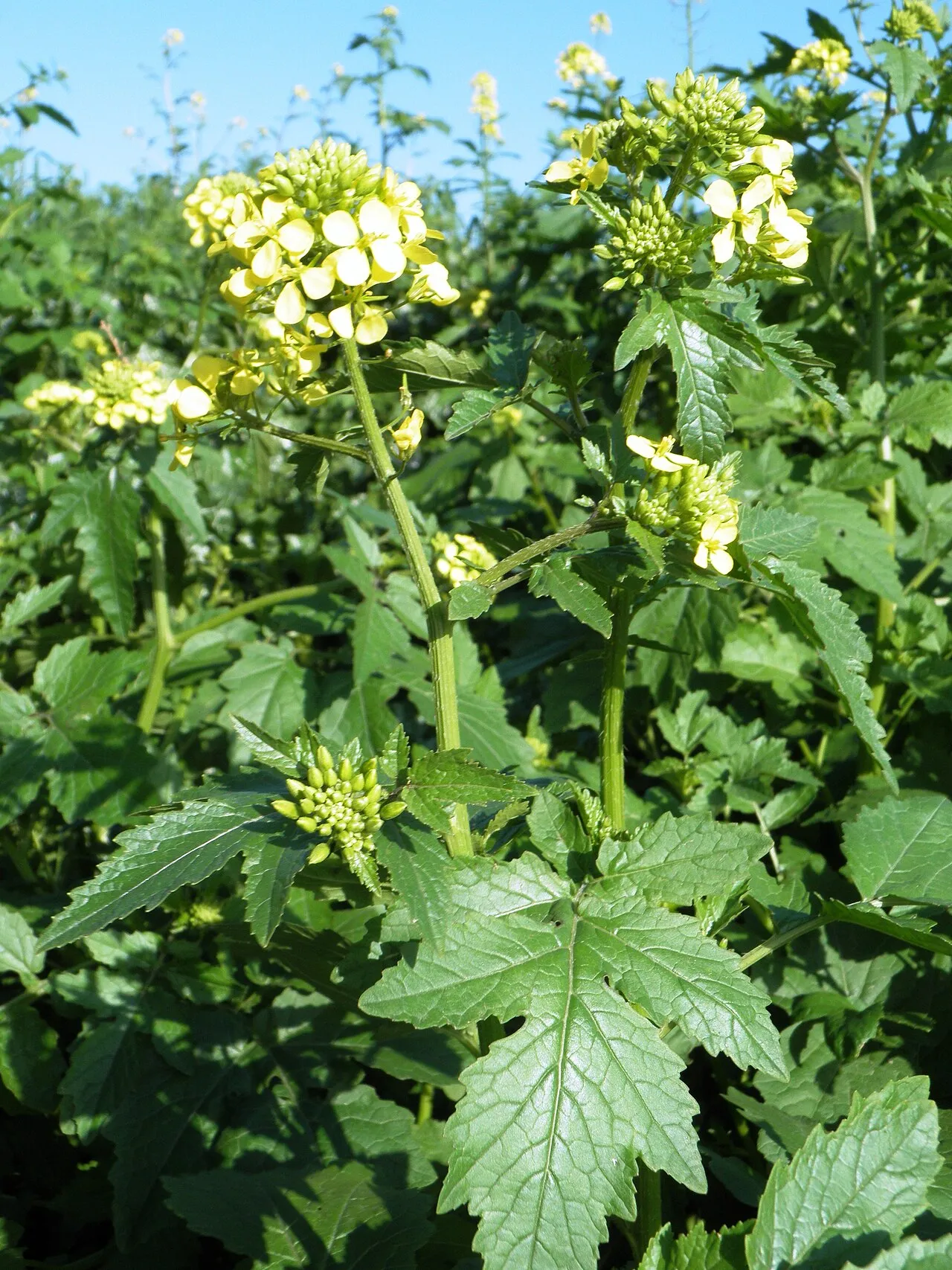 Gelbsenf (Sinapis alba)