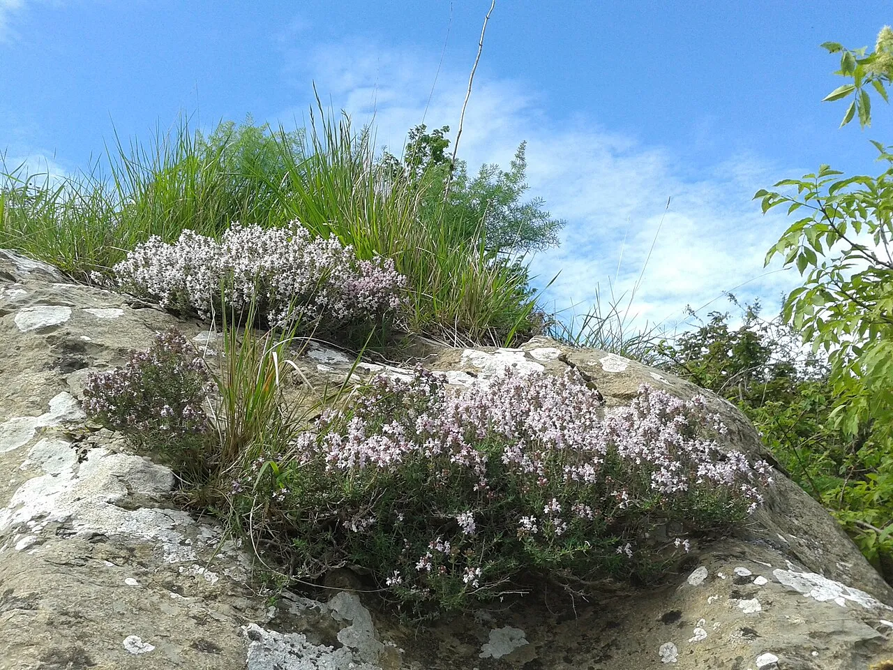 Thymian (Thymus vulgaris)