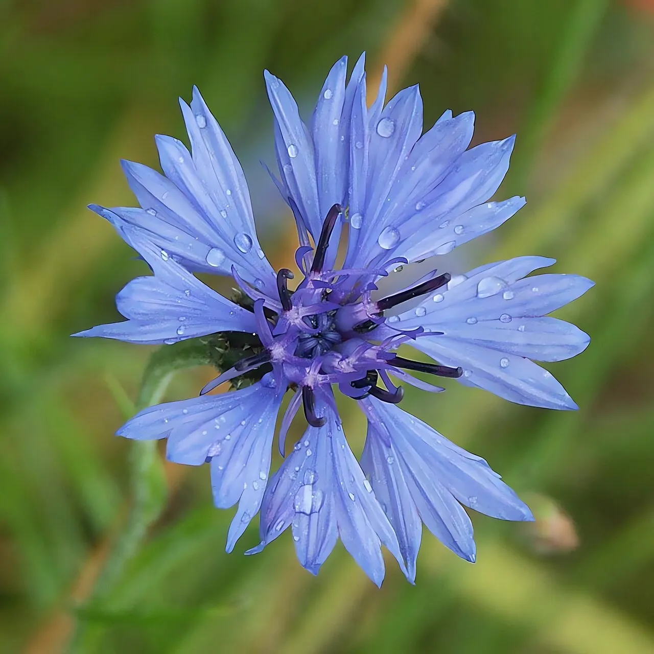 Kornblumen (Centaurea cyanus)