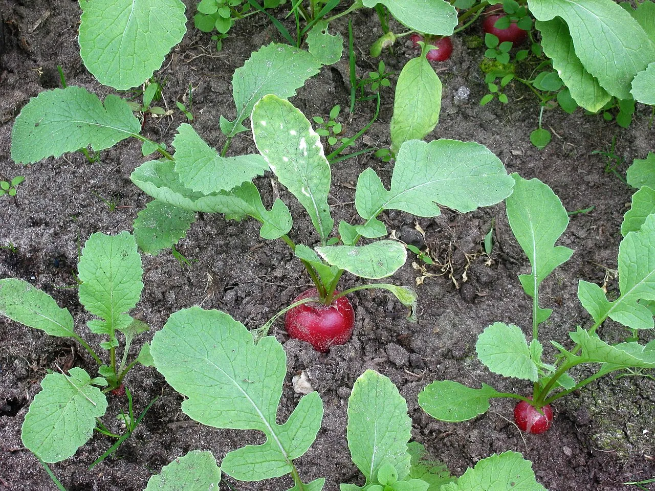 Radieschen (Raphanus sativus var. sativus)