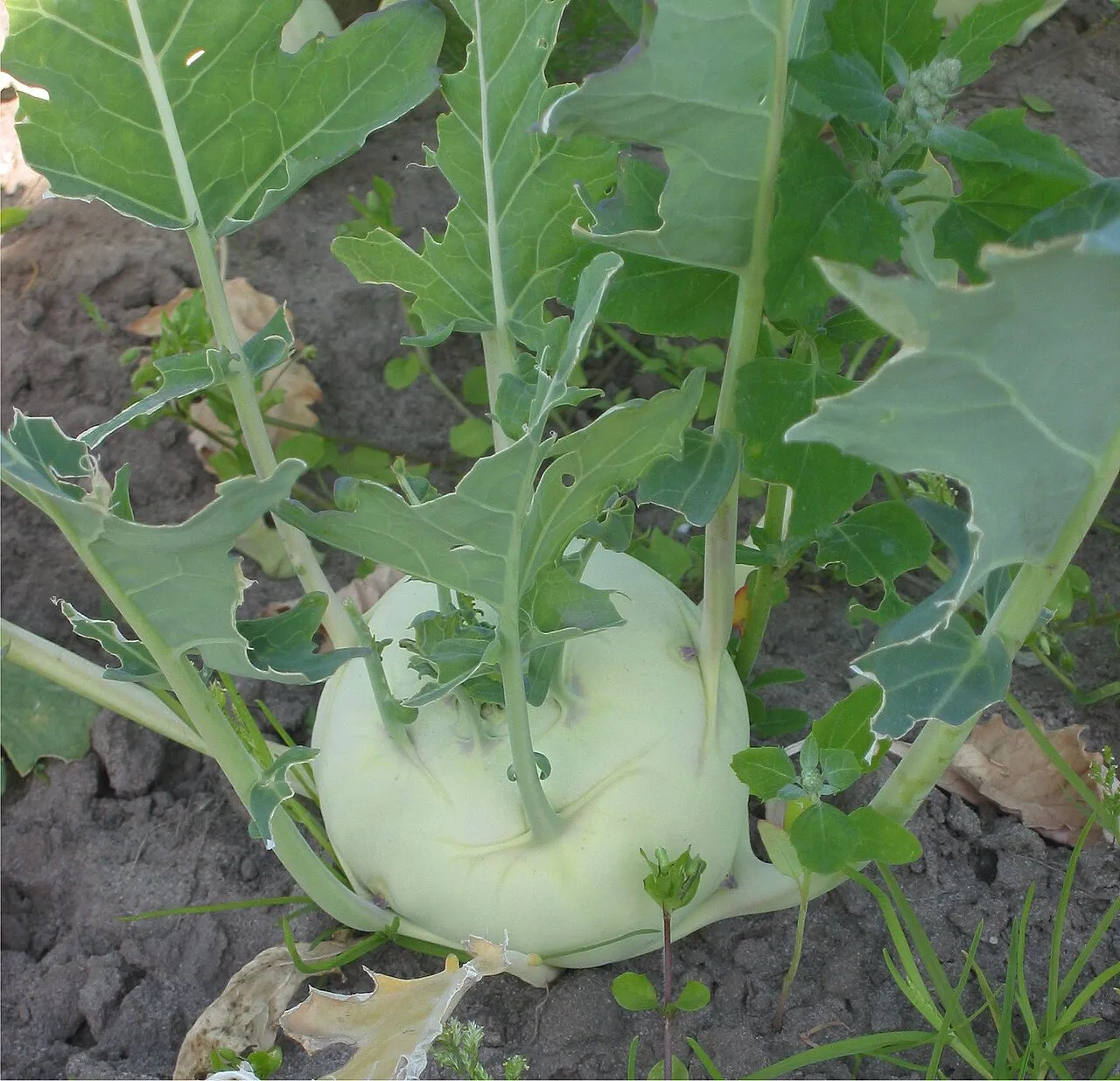 Kohlrabi (Brassica oleracea var. gongylodes)