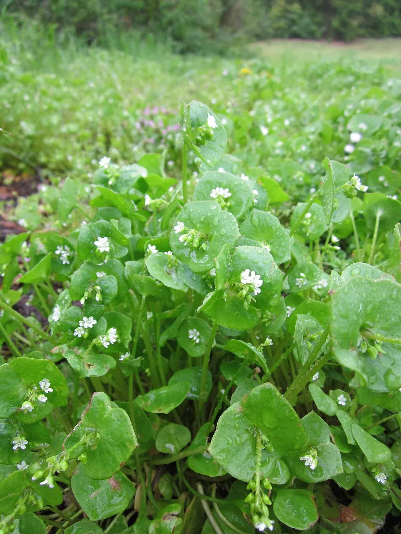 Winterportulak (Claytonia perfoliata)