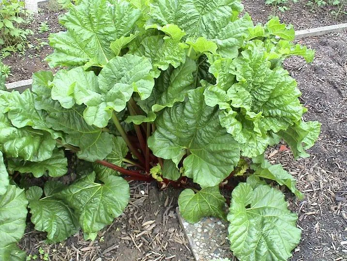 Rhabarber (Rheum rhabarbarum)