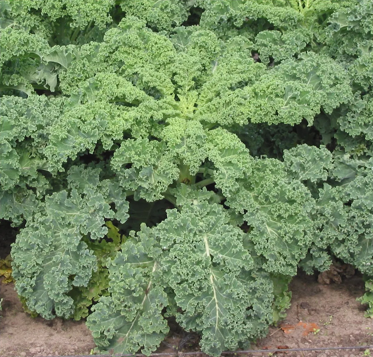 Grünkohl (Brassica oleracea var. sabellica)