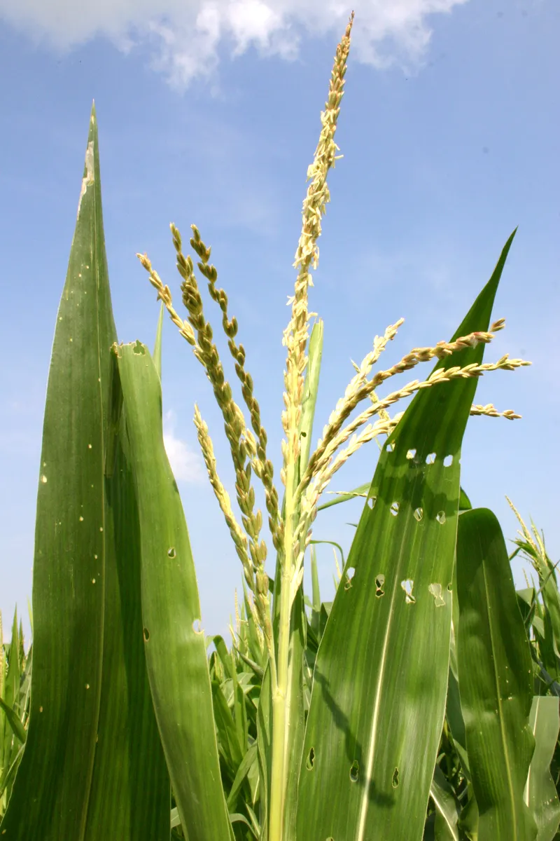 Mais (Zea mays convar. saccharata)