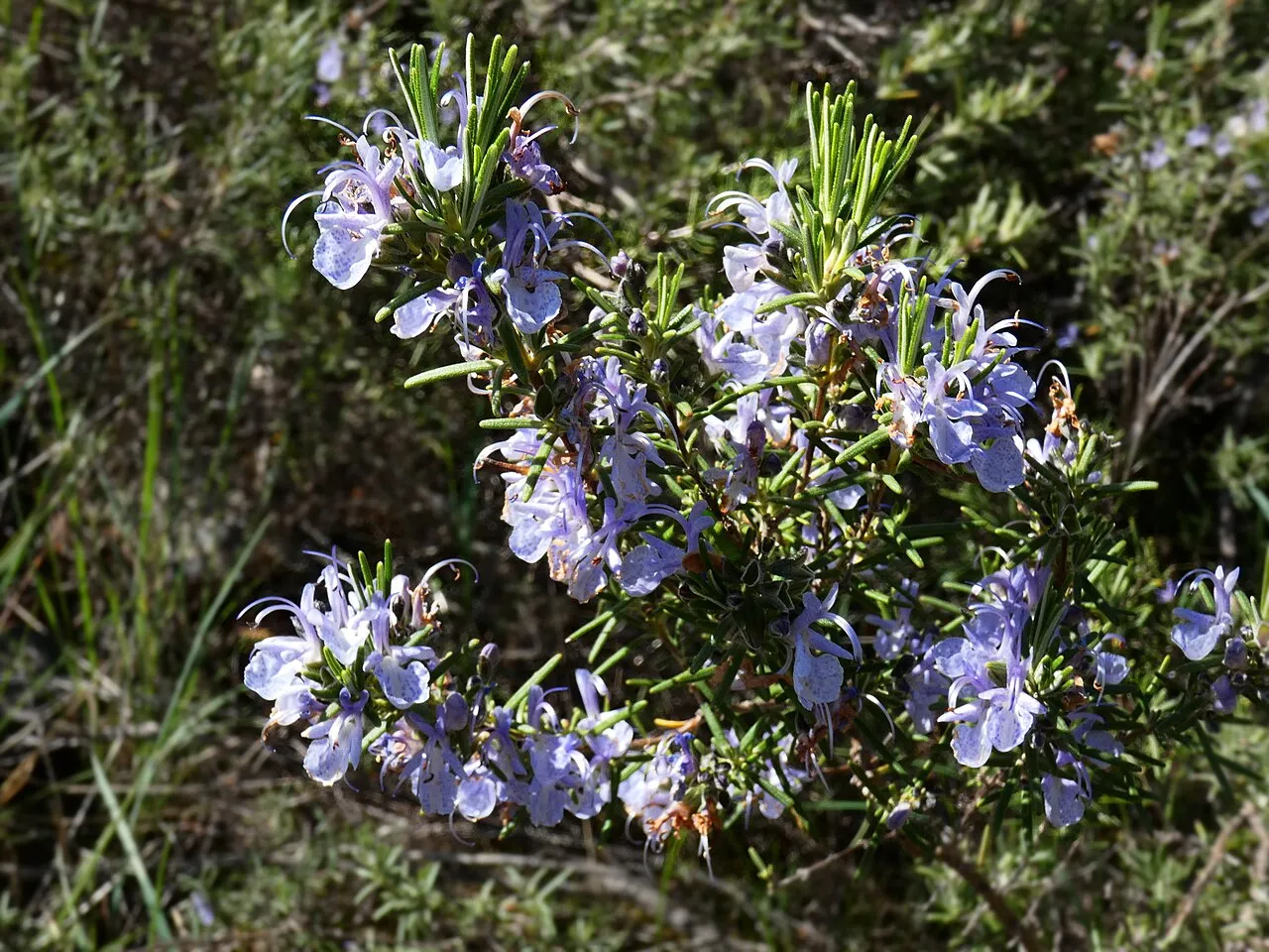 Rosmarin (Salvia rosmarinus)