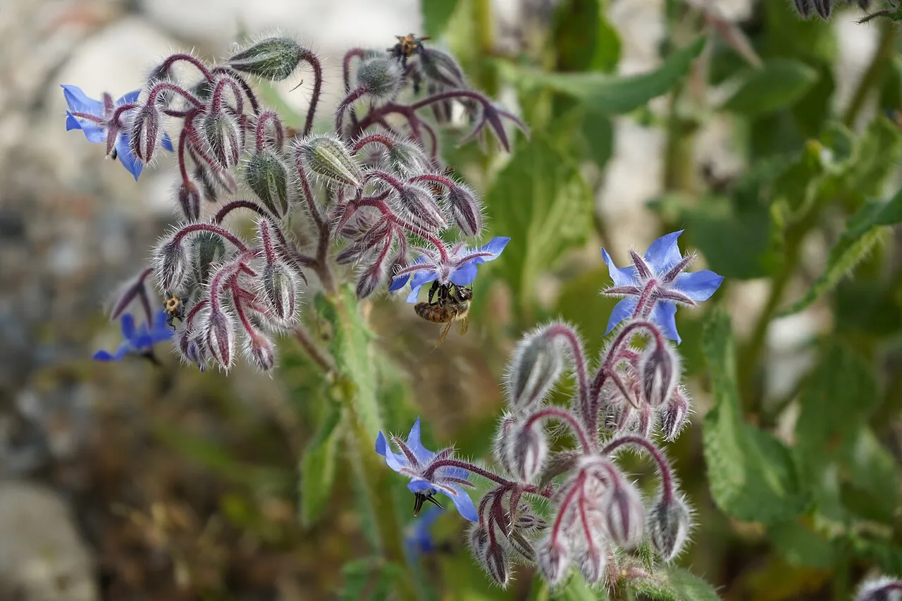 Borretsch (Borago officinalis)