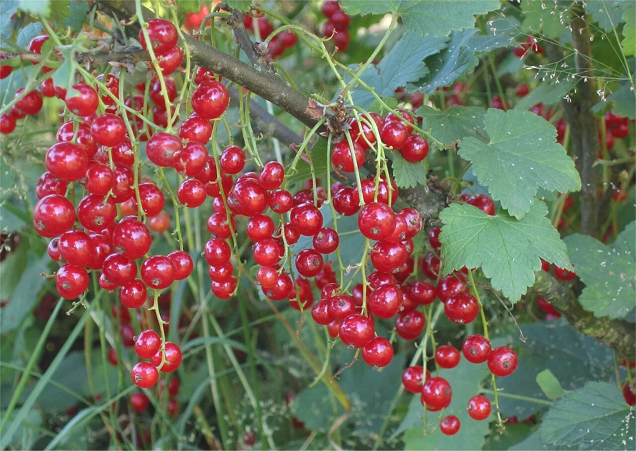 Johannisbeeren (Ribes rubrum (Rote), Ribes nigrum (Schwarze))