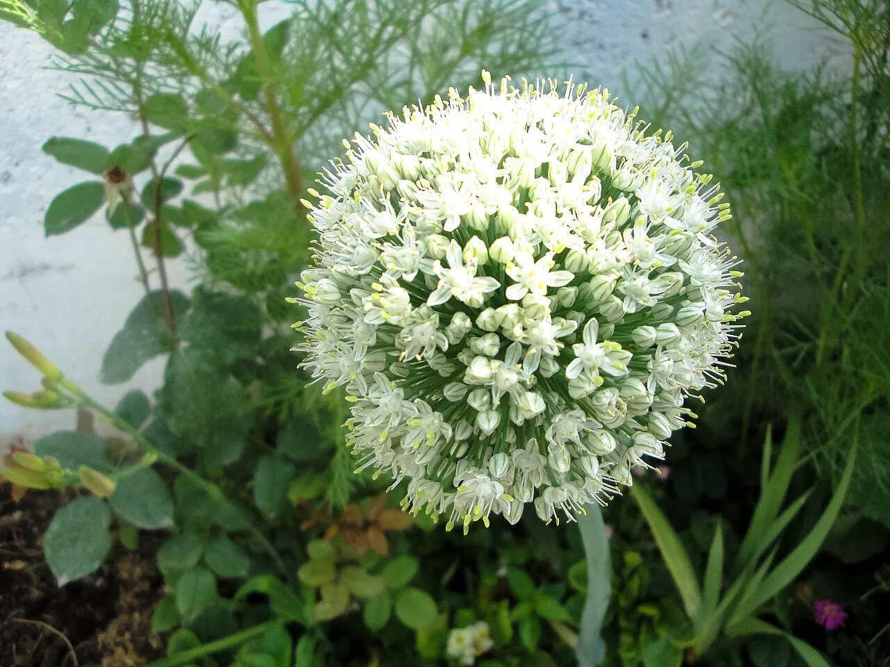 Zwiebeln (Allium cepa)