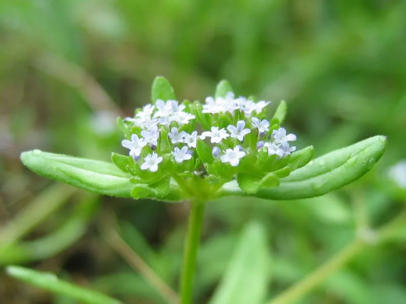Feldsalat (Valerianella locusta)