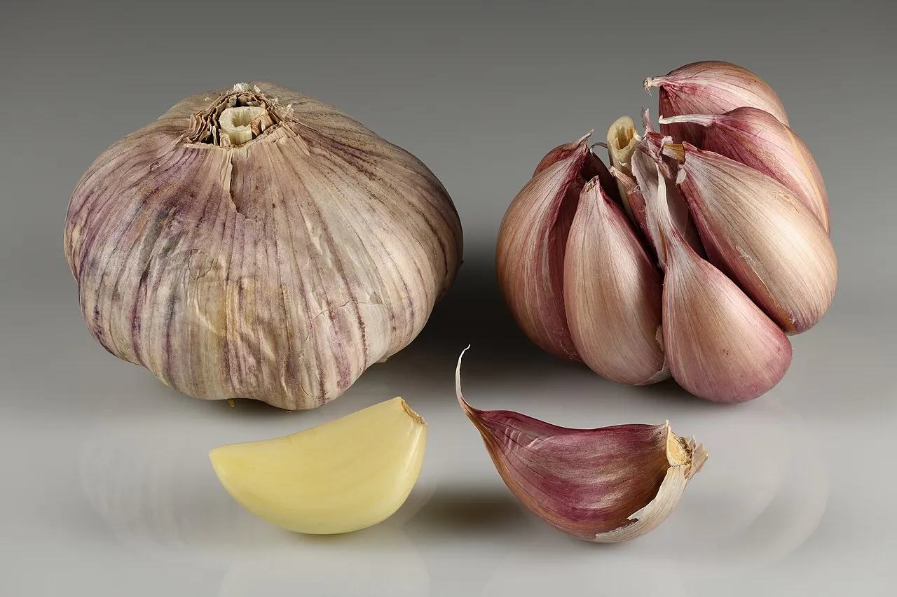 Knoblauch (Allium sativum)
