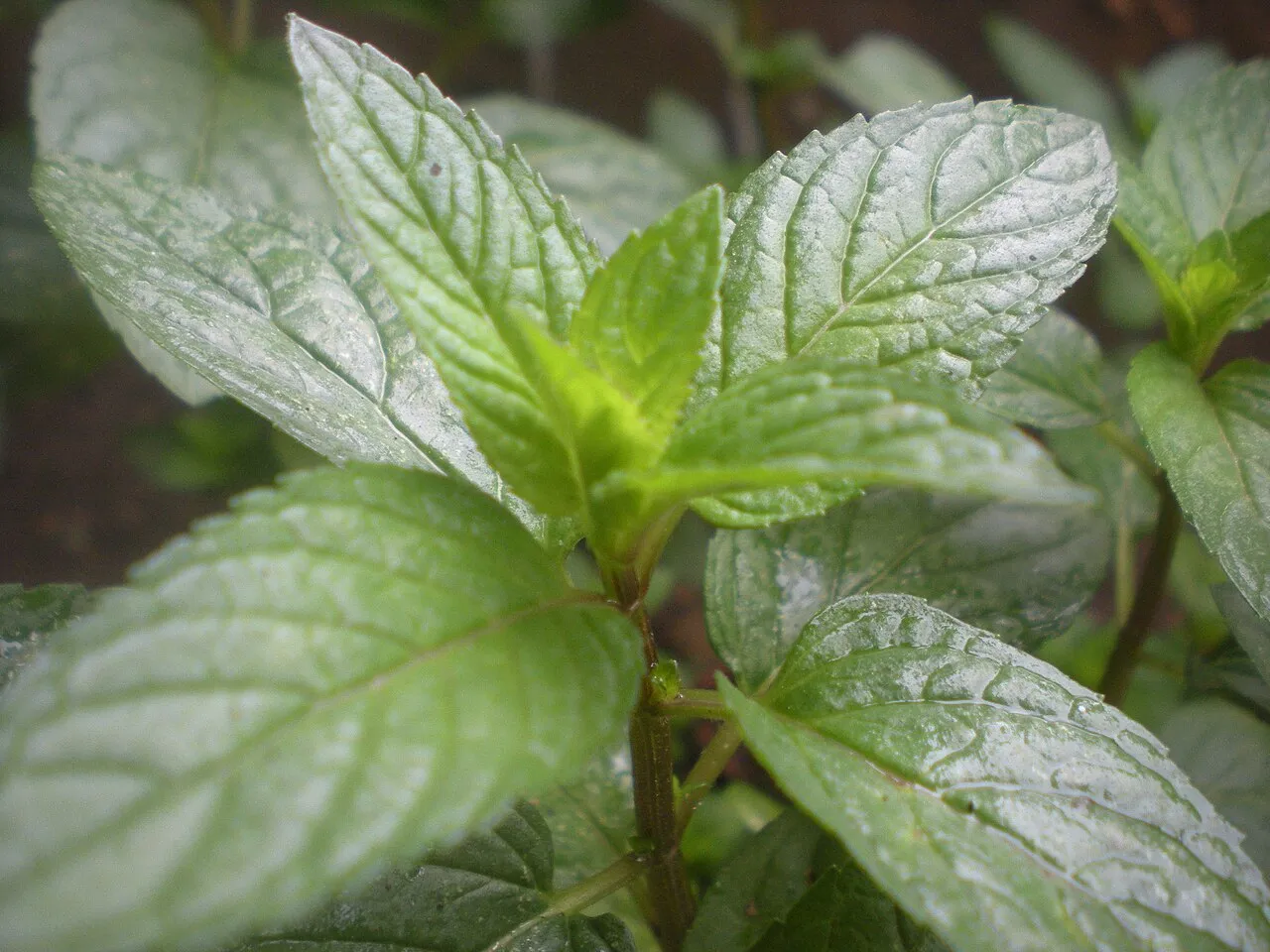 Minze (Mentha × piperita und andere)