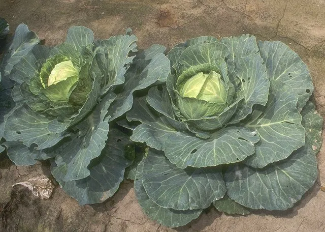Kohl (Brassica oleracea convar. capitata)