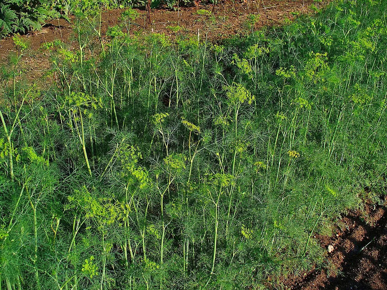Dill (Anethum graveolens)