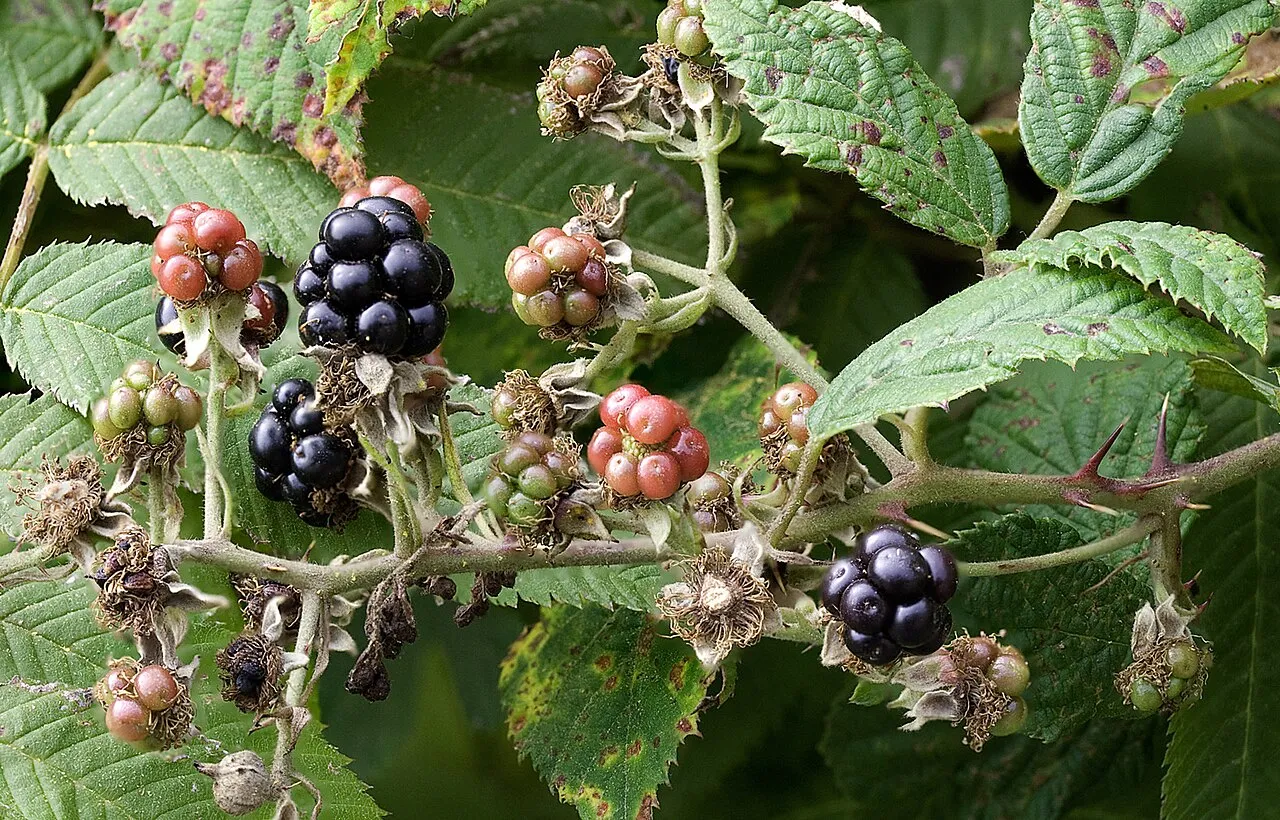 Brombeeren (Rubus fruticosus agg.)