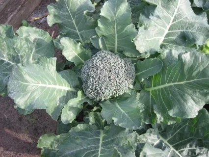 Brokkoli (Brassica oleracea var. italica)