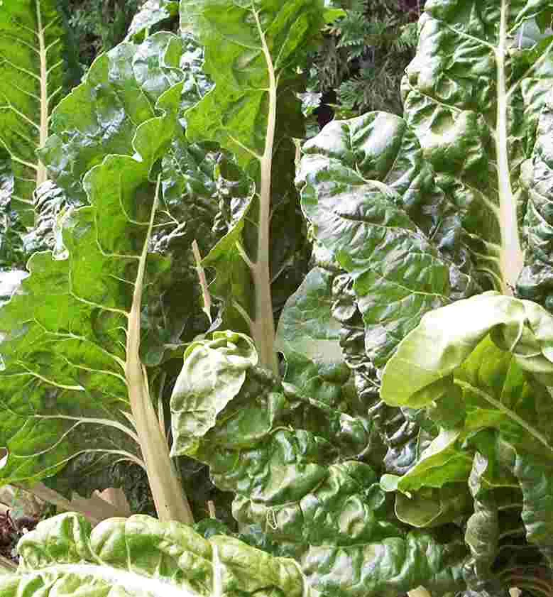 Mangold (Beta vulgaris subsp. vulgaris var. vulgaris)