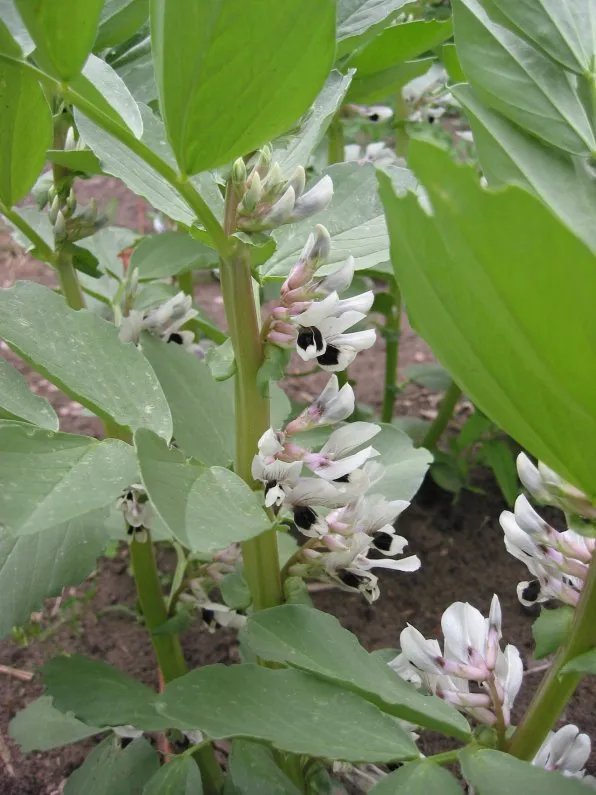 Dicke Bohnen (Vicia faba)